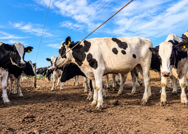 Feedlot de Protambo
