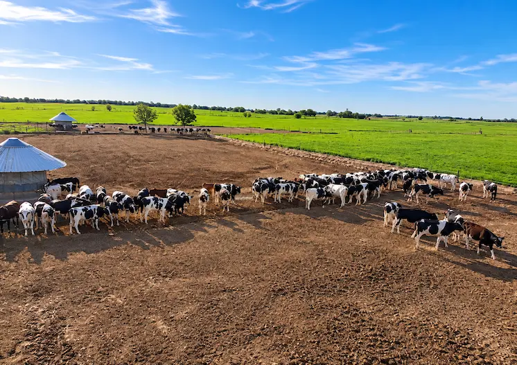 Feedlot de Protambo