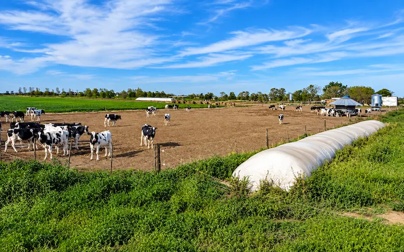 Feedlot de Protambo