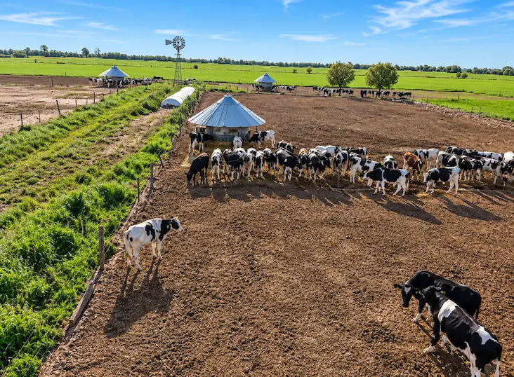 Monitoreo continuo en el feedlot de Protambo