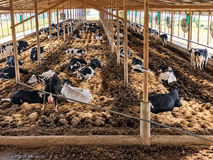Producción de leche en el tambo